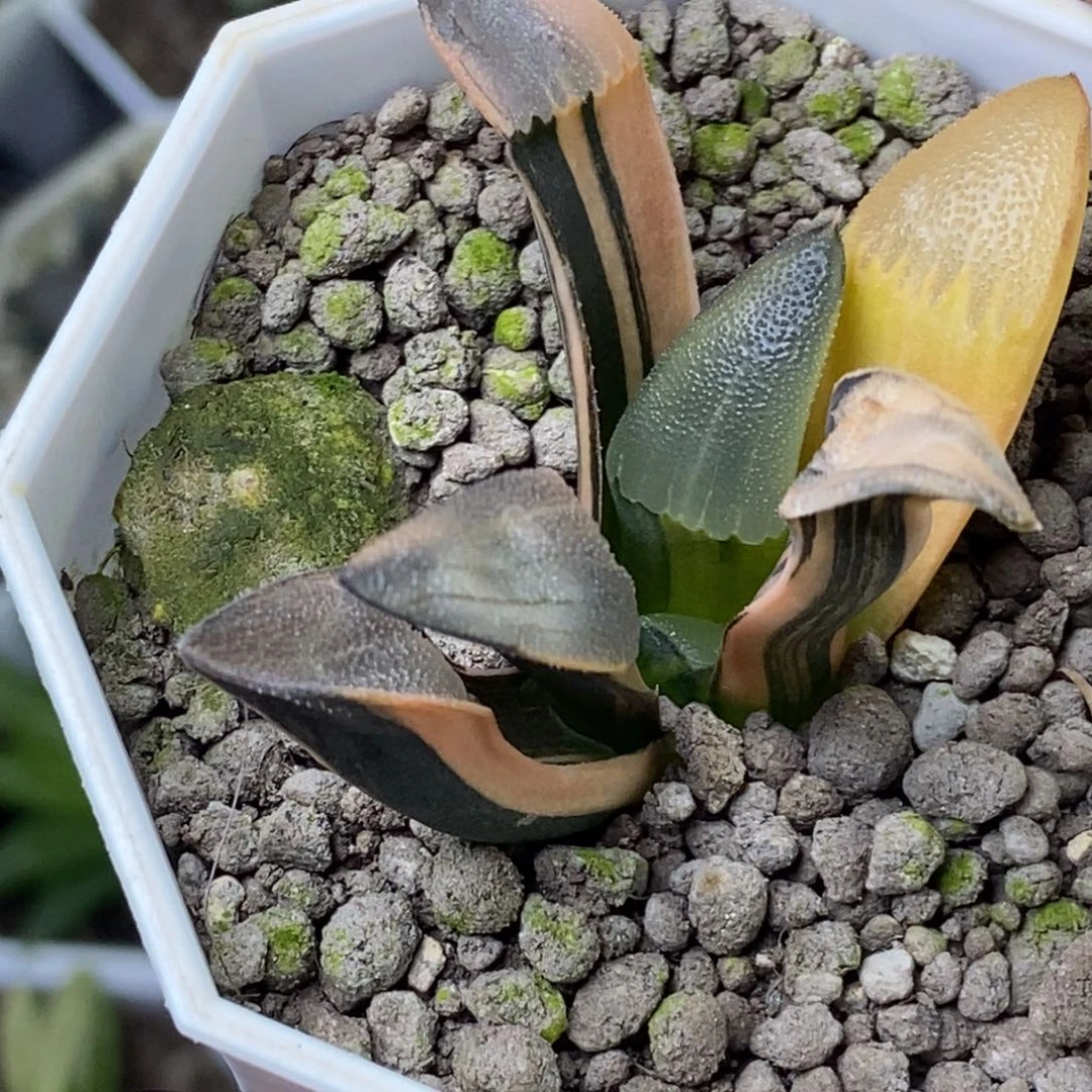 我***谁是是是是是是是是是是是是