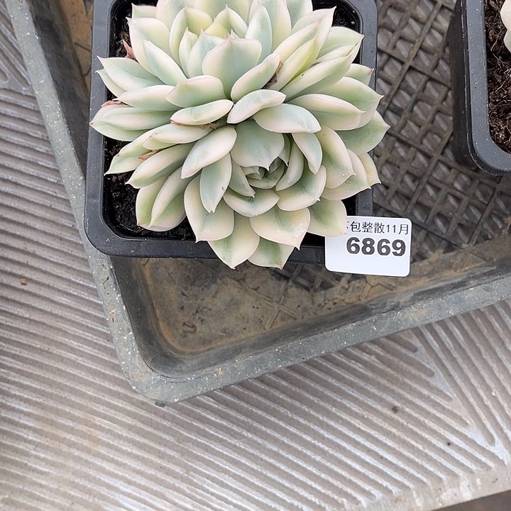 阿雅园艺。       6869月亮仙子锦