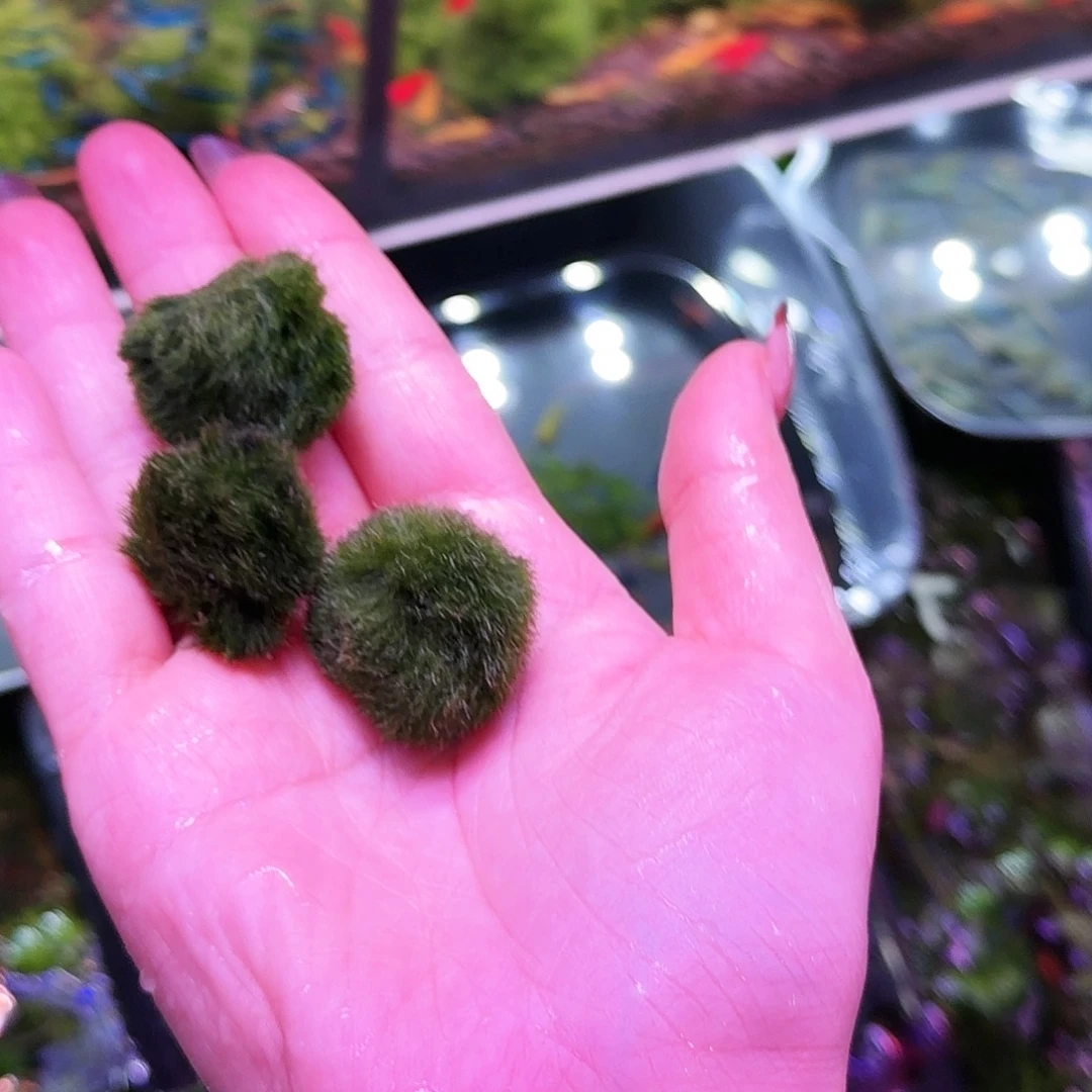 鱼蟹虾新手可养藻球3坨