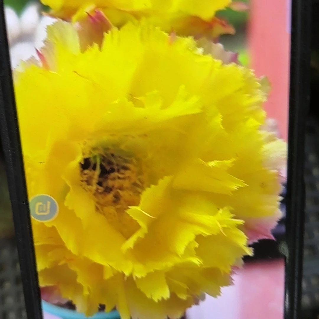 数落彩侧牙20包邮仙人球45