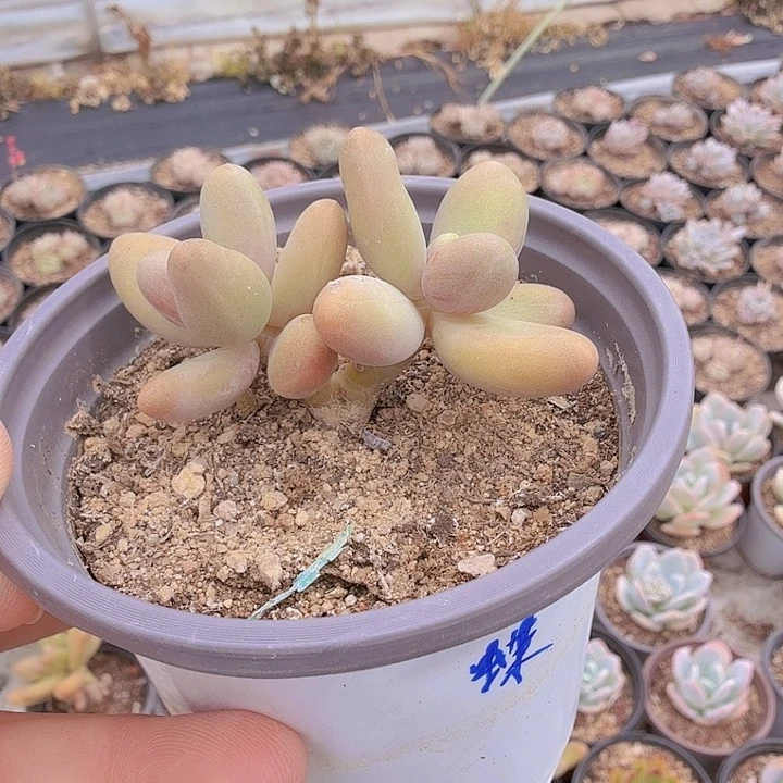 双头糖果美人满20包邮