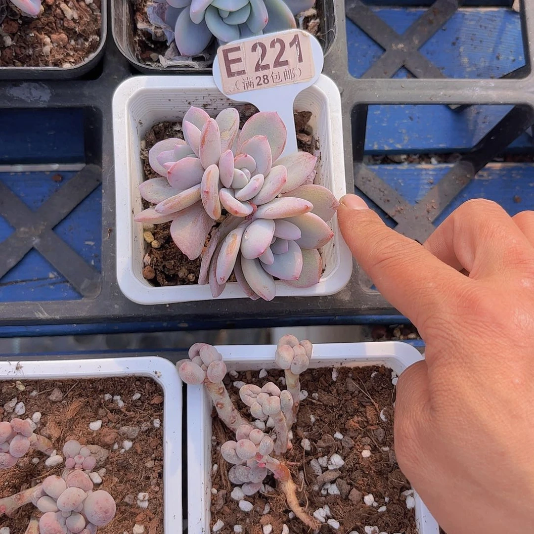 E221奶茶一物一拍