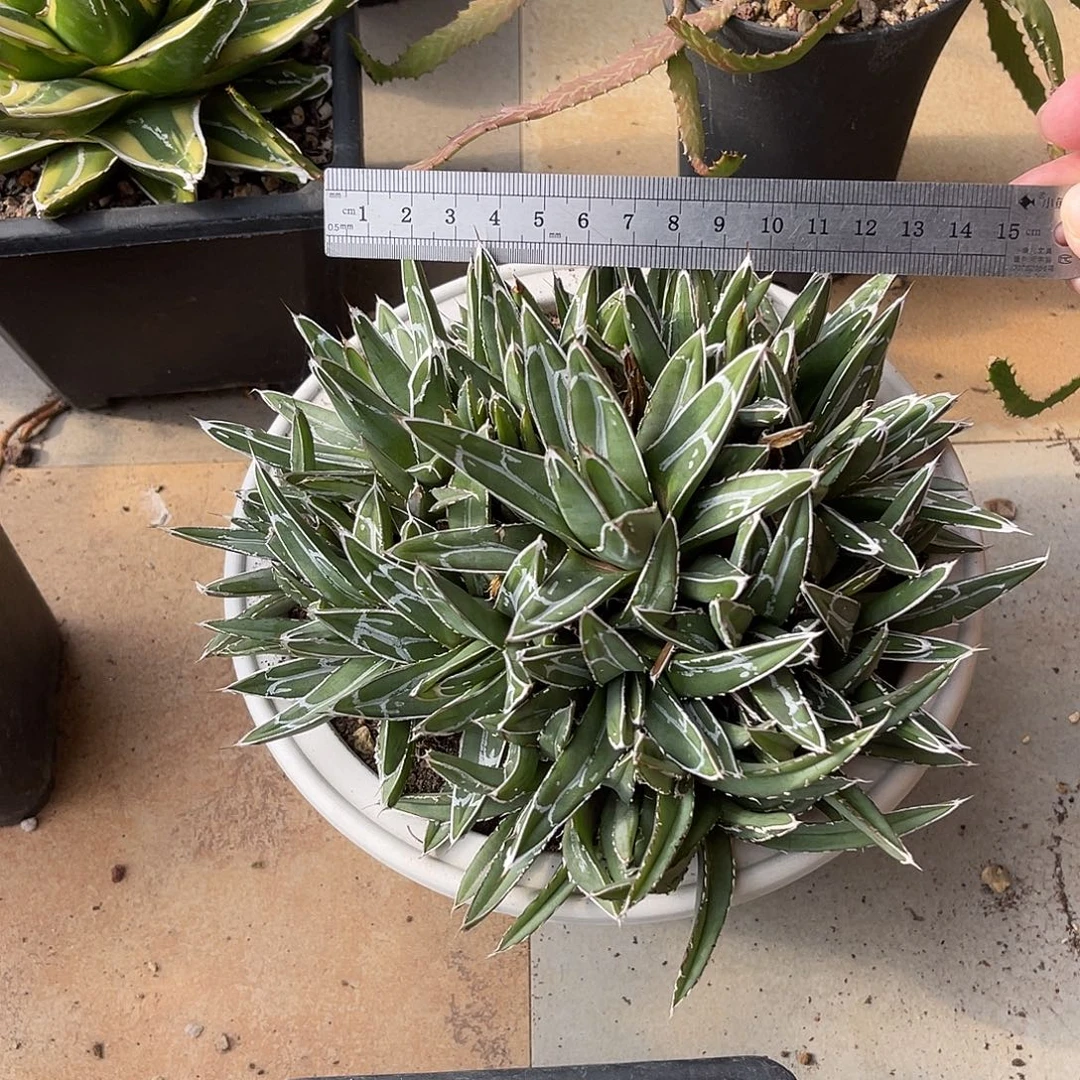 世雪大群一物一拍