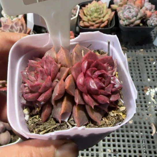 172孤品一物一拍多肉