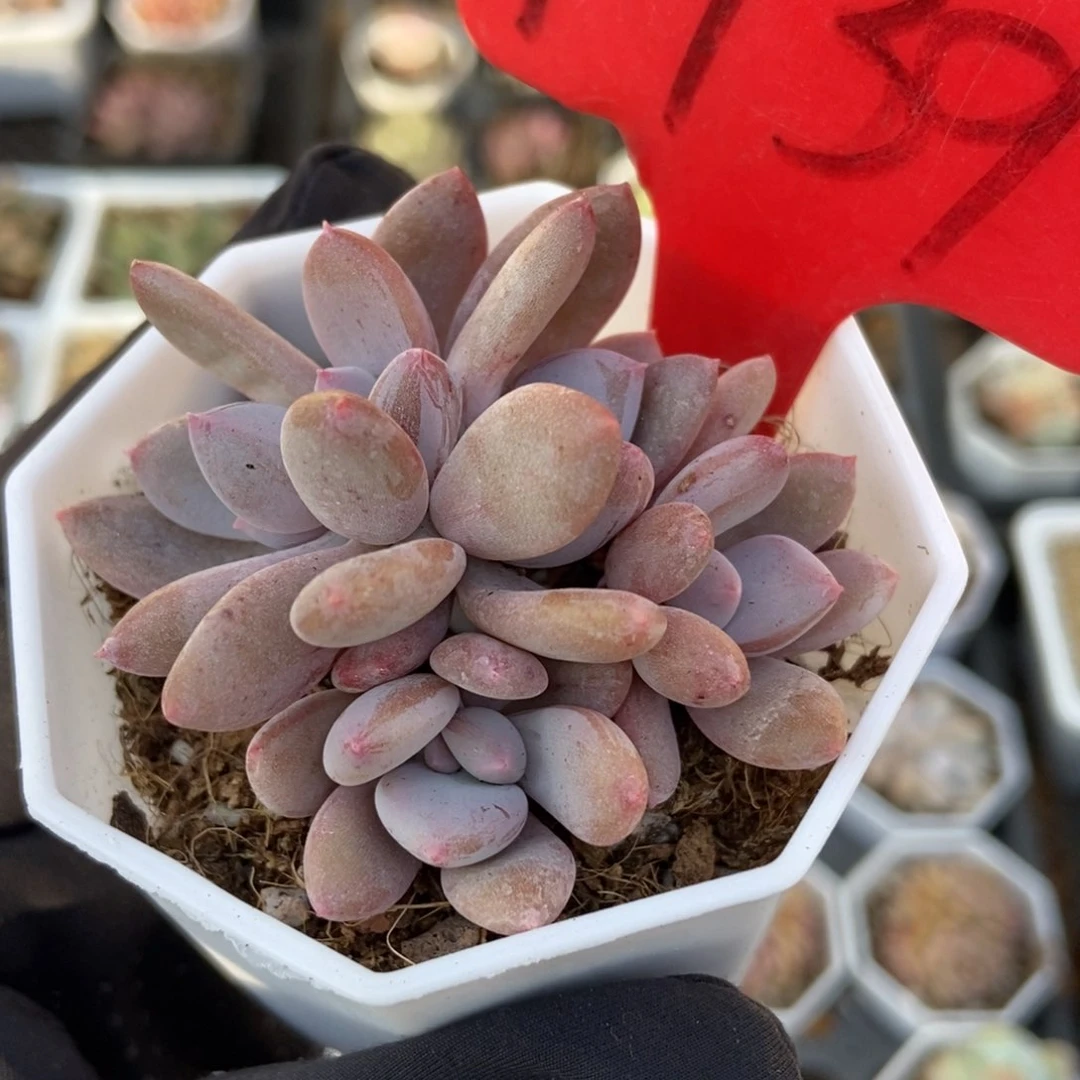 1739灰姑娘多肉植物保护