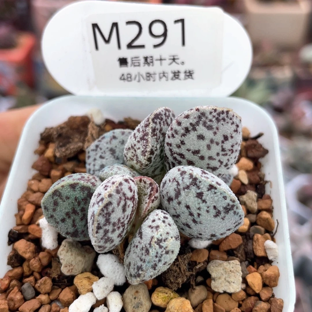 圆叶马蛋。    291。