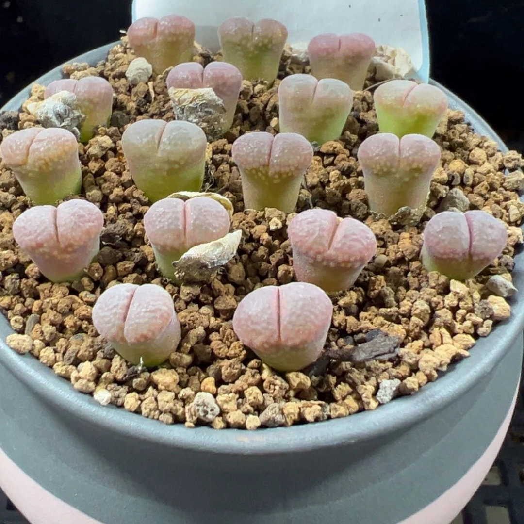 16-154量拍白花c10风铃一颗