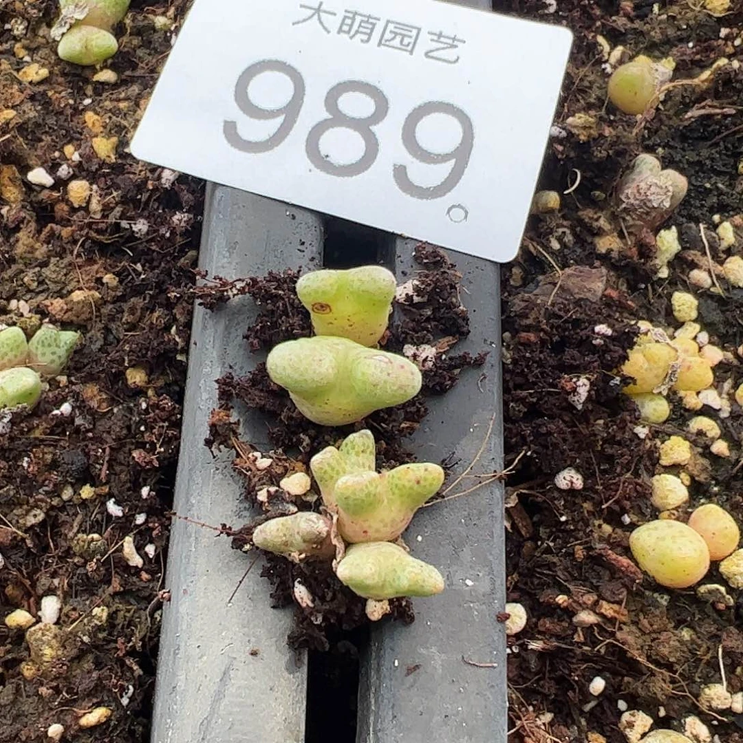 一物一拍。        989