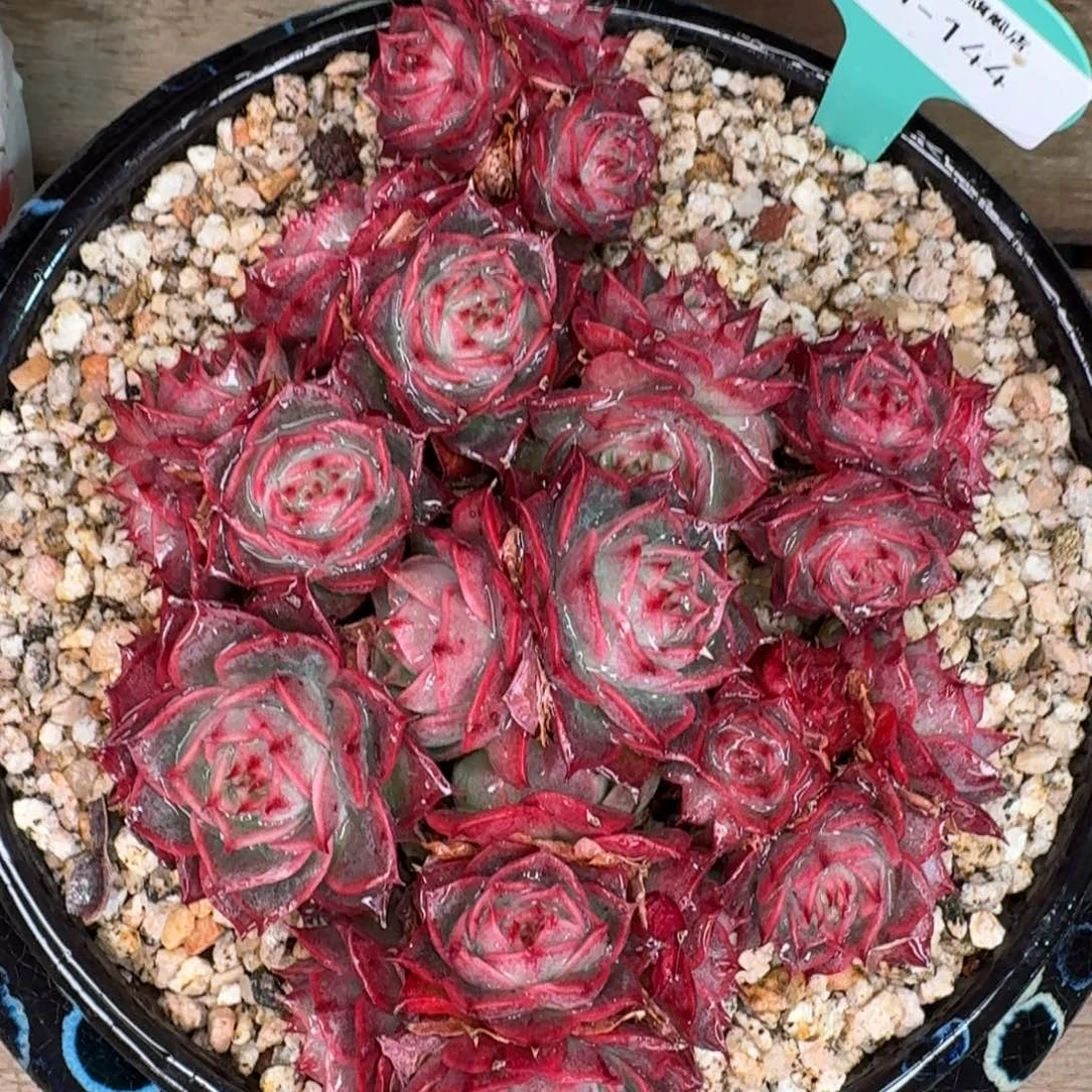 从前慢花园多肉编号1231-144