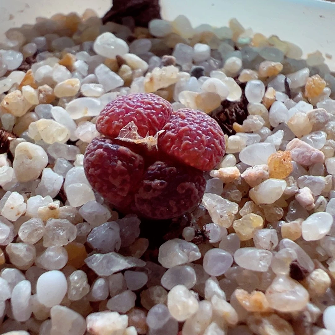 612-596多肉勋章勋章