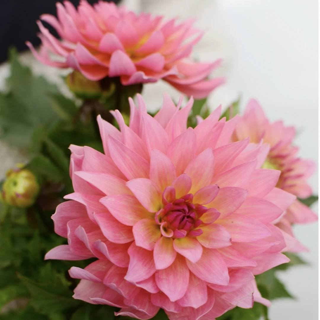 大丽花三文鱼【橙色】盆栽大花型花卉四季开花阳台庭院观花