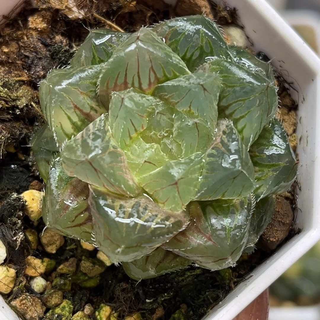 4冰魄玉露锦福利专场