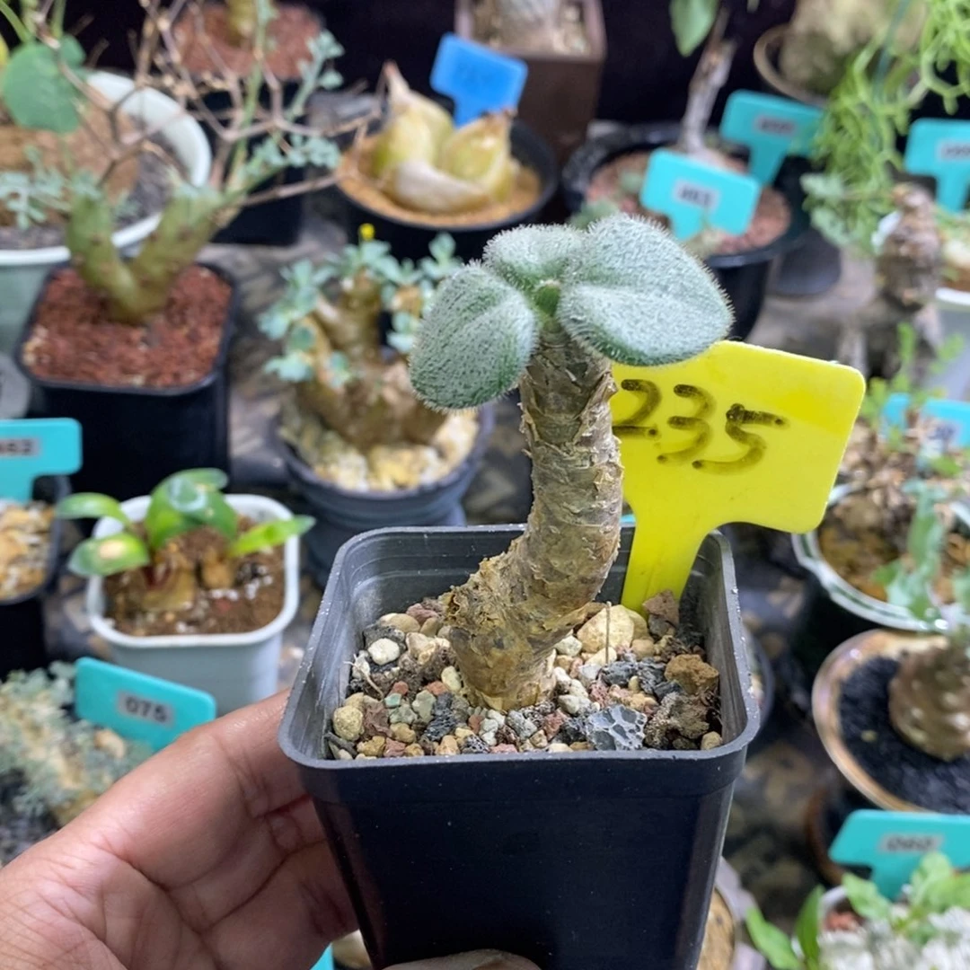薛辉圣塔产地多肉植物