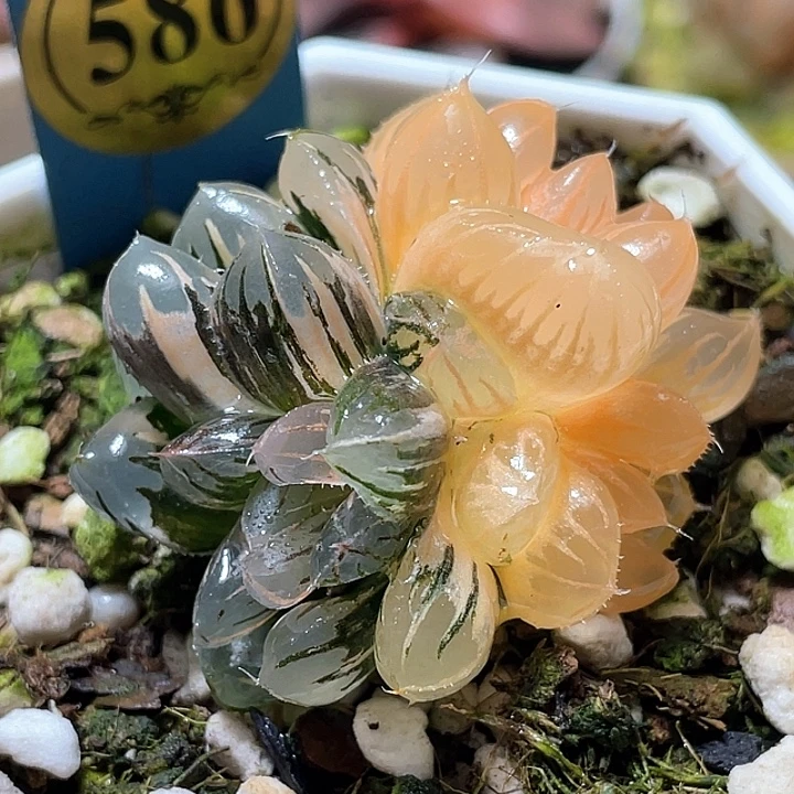 586三头水中月锦特选福利