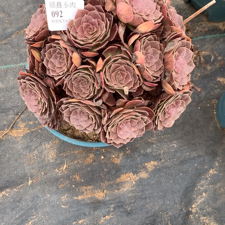 092赤炎链多肉特价不售后