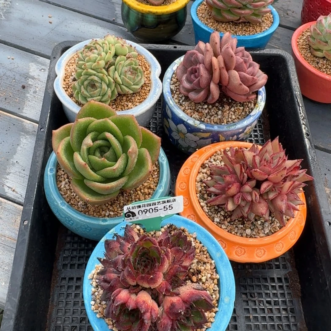 从前慢多肉精选编号0905.55