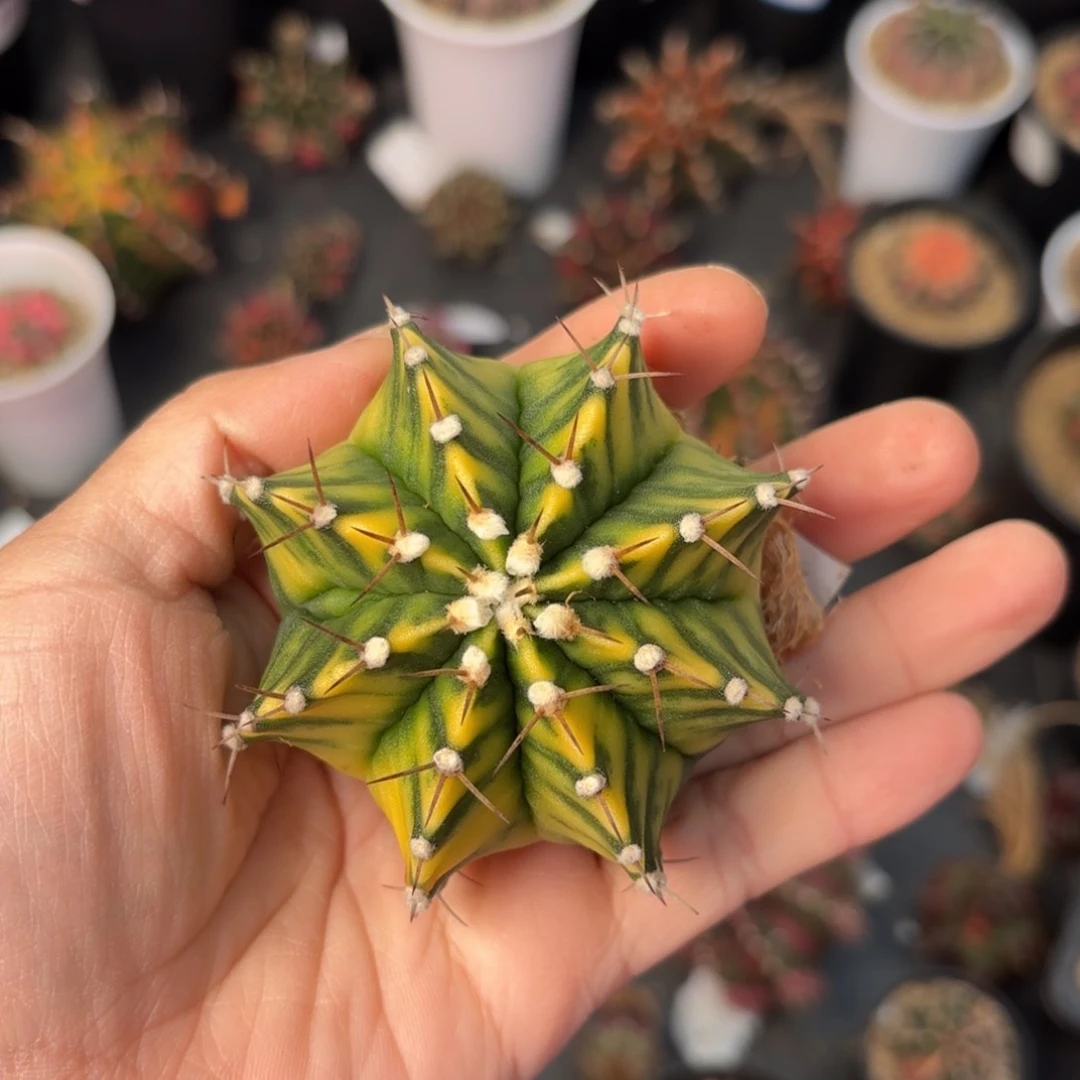 泰系实生米哈仙人球20