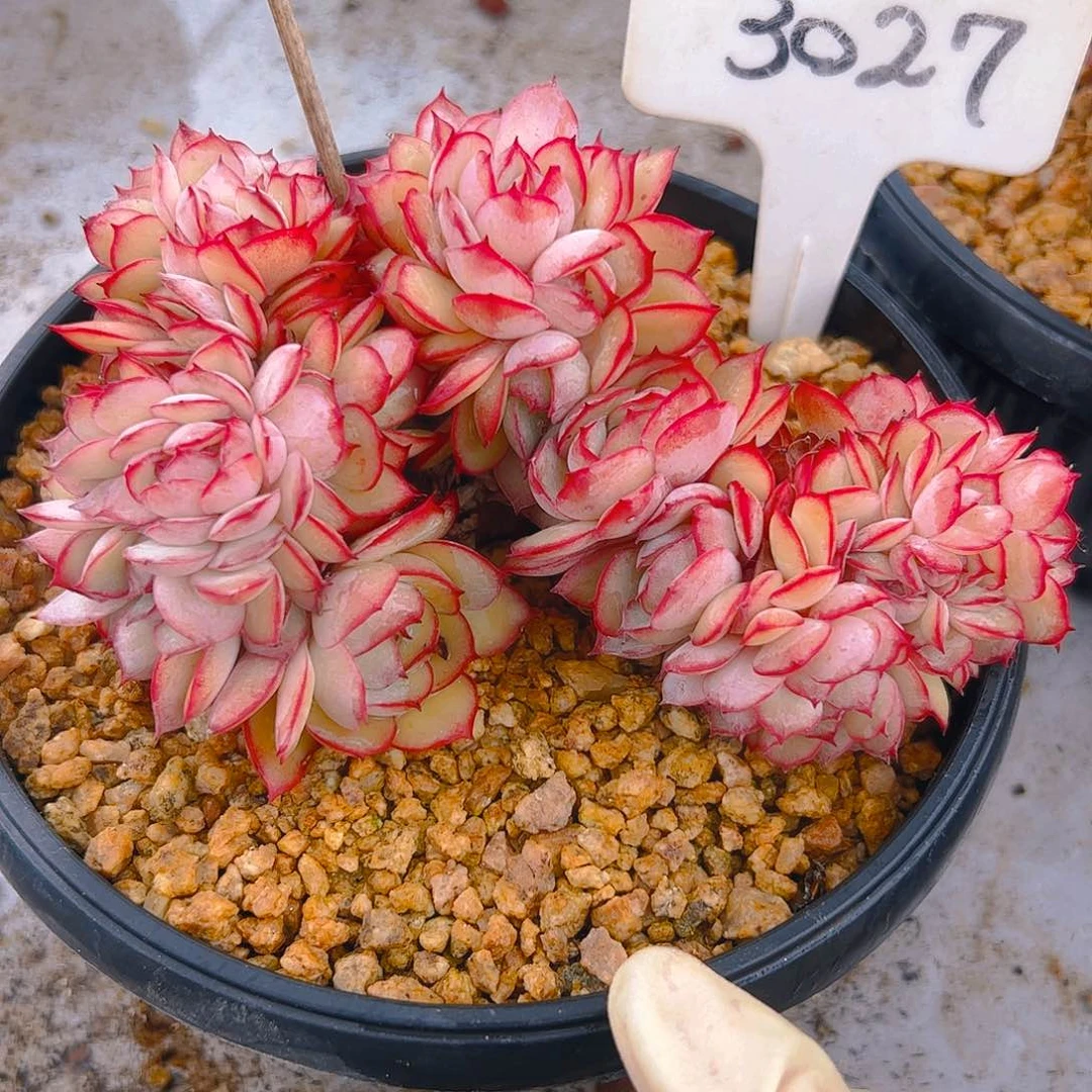 云****训牡丹亭缀3027号一物一拍