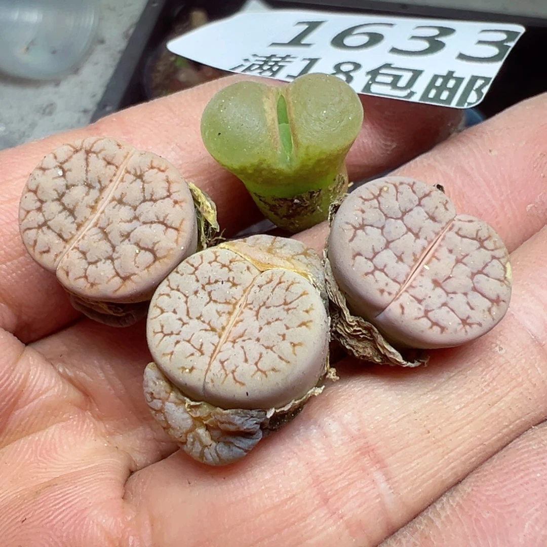 【闪购商品】 1633。