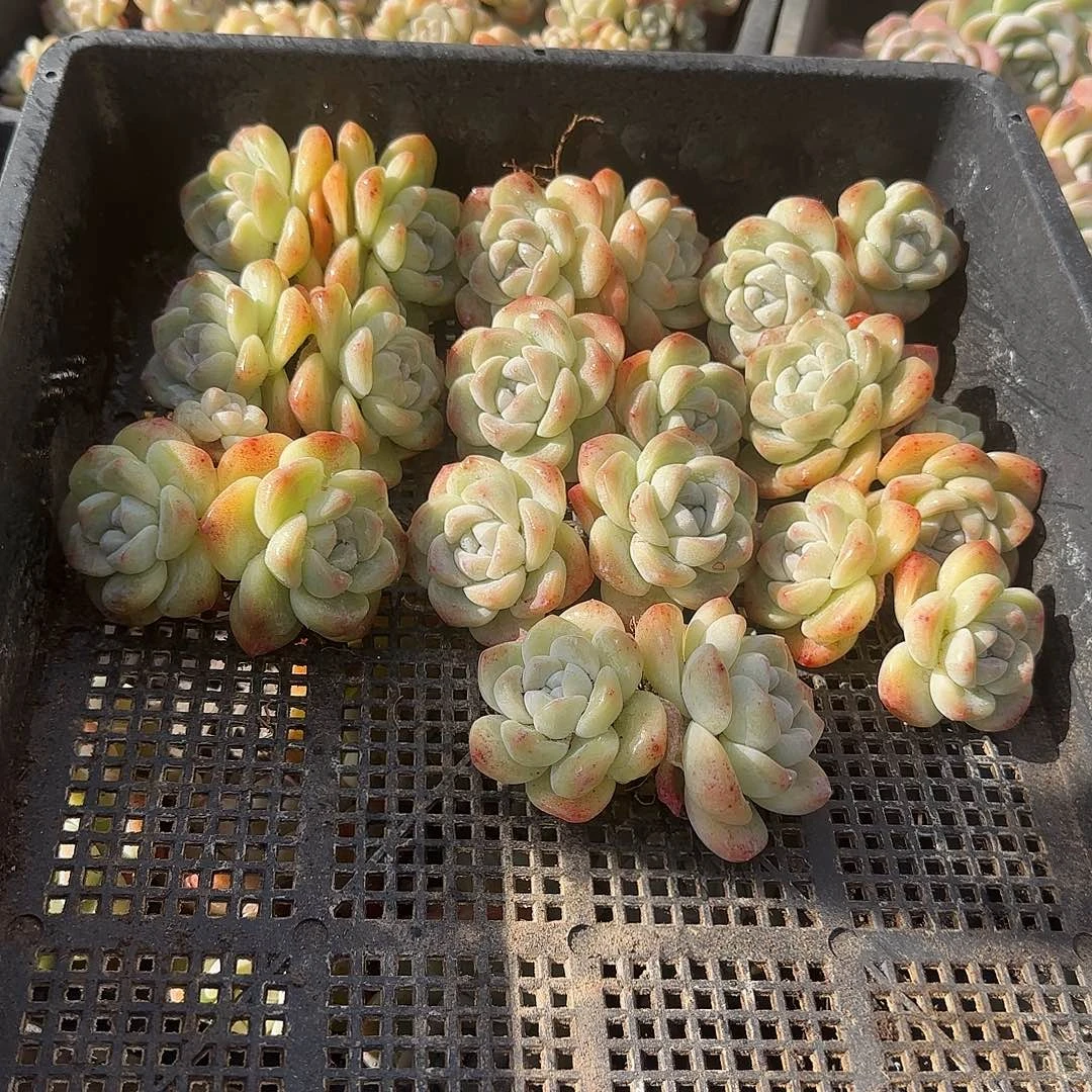 双头老桩冰玉特价包邮