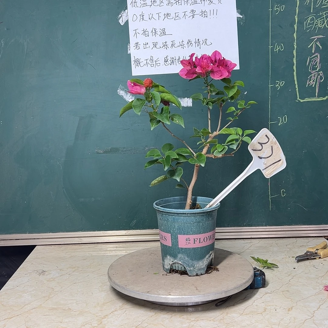 完全开放 甜西瓜 321