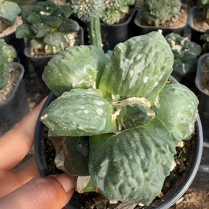 无花朵744大尤牛舌怒涛牡丹