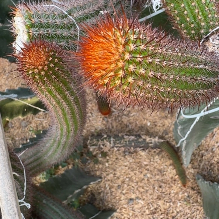 238金妞未知歪6公分左右无根侧牙，20包邮