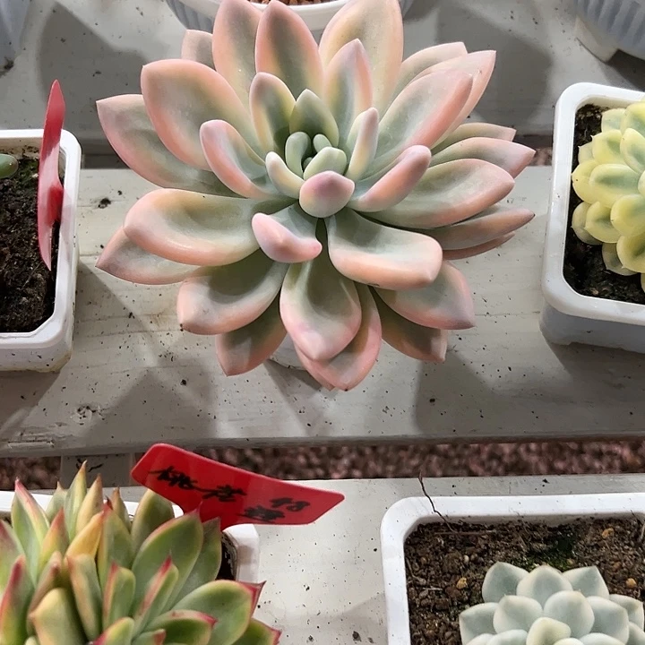 彩色奥普锦多肉植物
