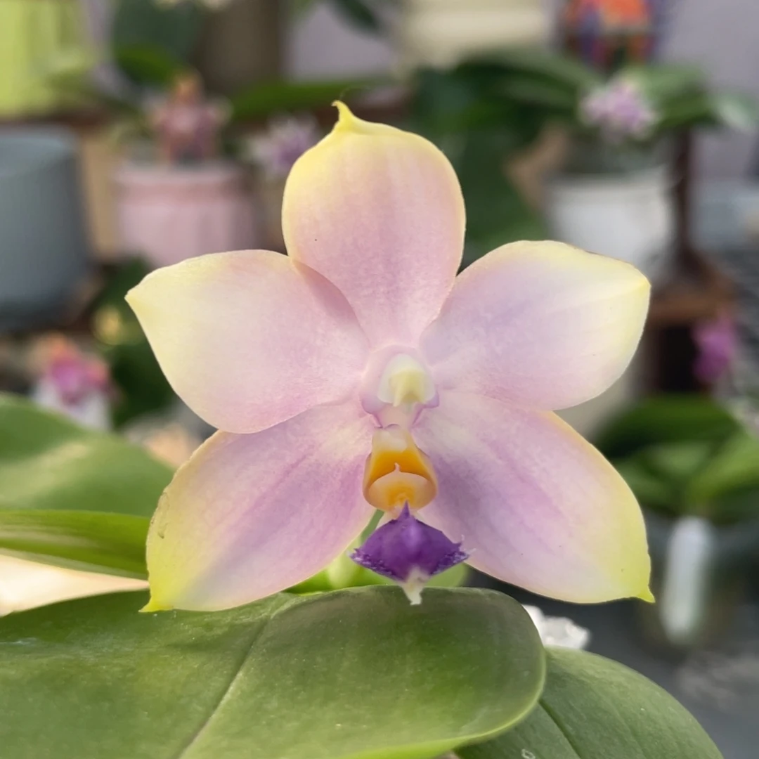 完全开放YW16，2.5杯开花株