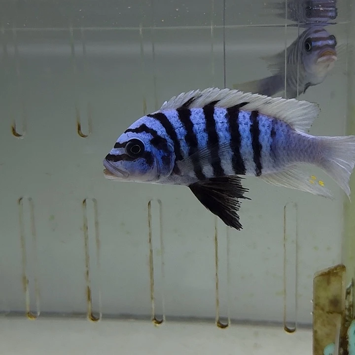 海水鱼339号野生大骷髅