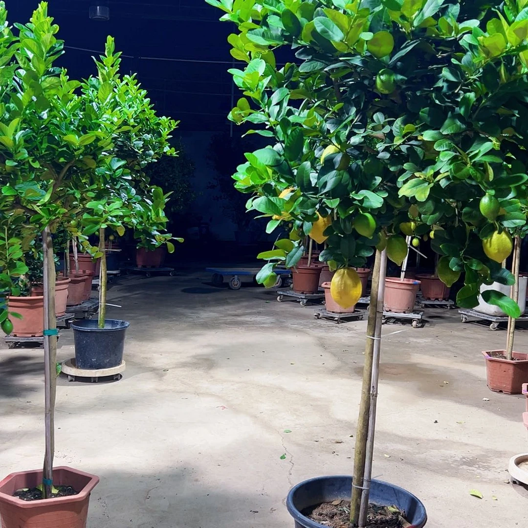 今***么更何况现在这种情况