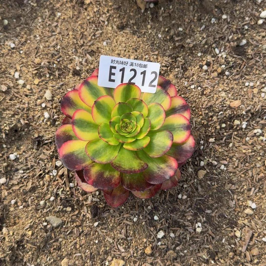 霞****81212寄养到秋多肉植物