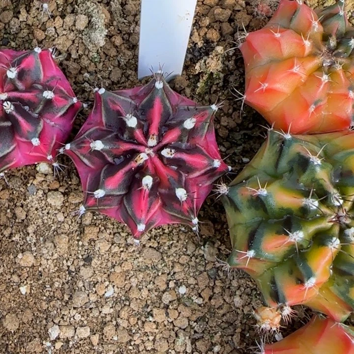 139-0121朝霞泰国发货多肉