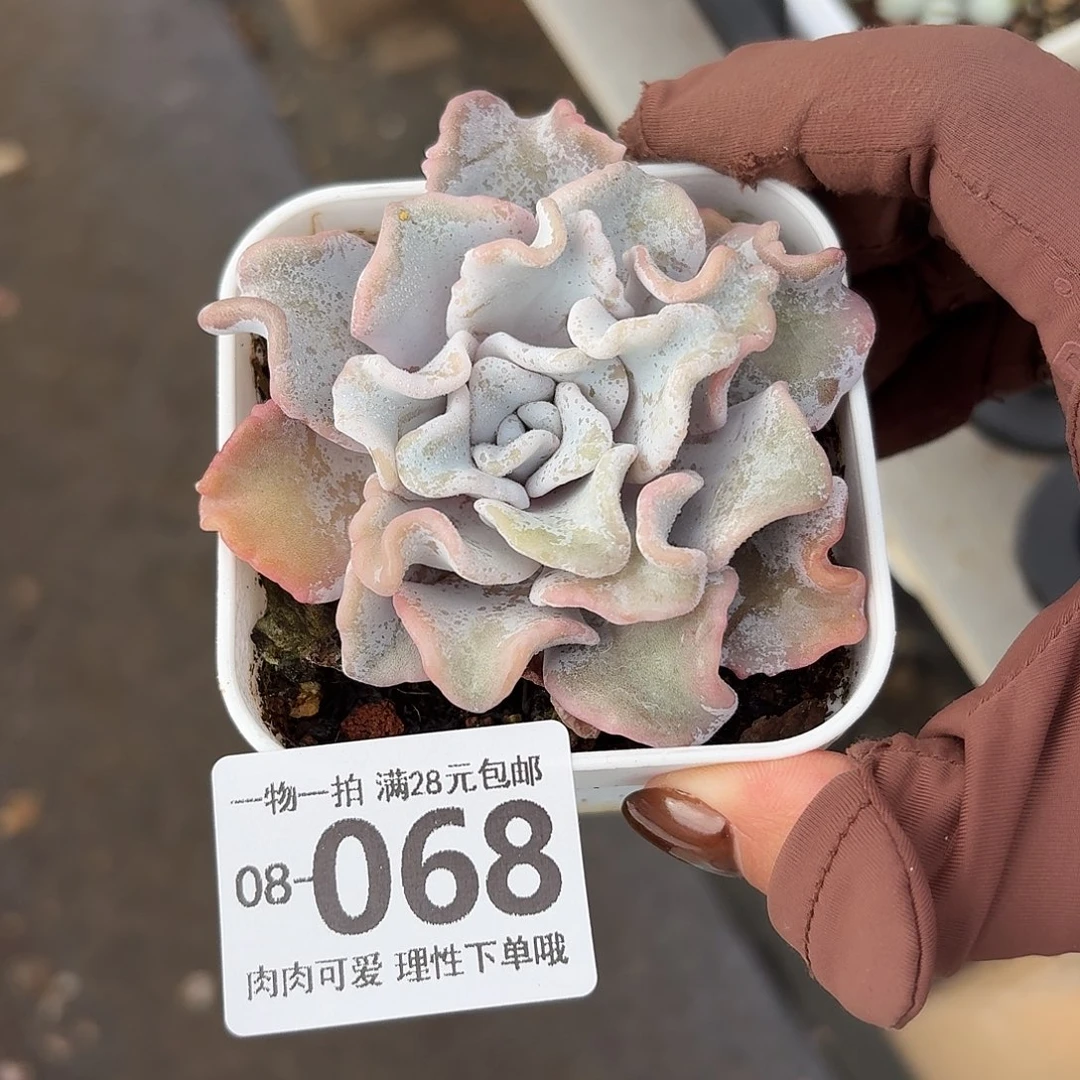 芭蕾舞者无盆土发货无盆