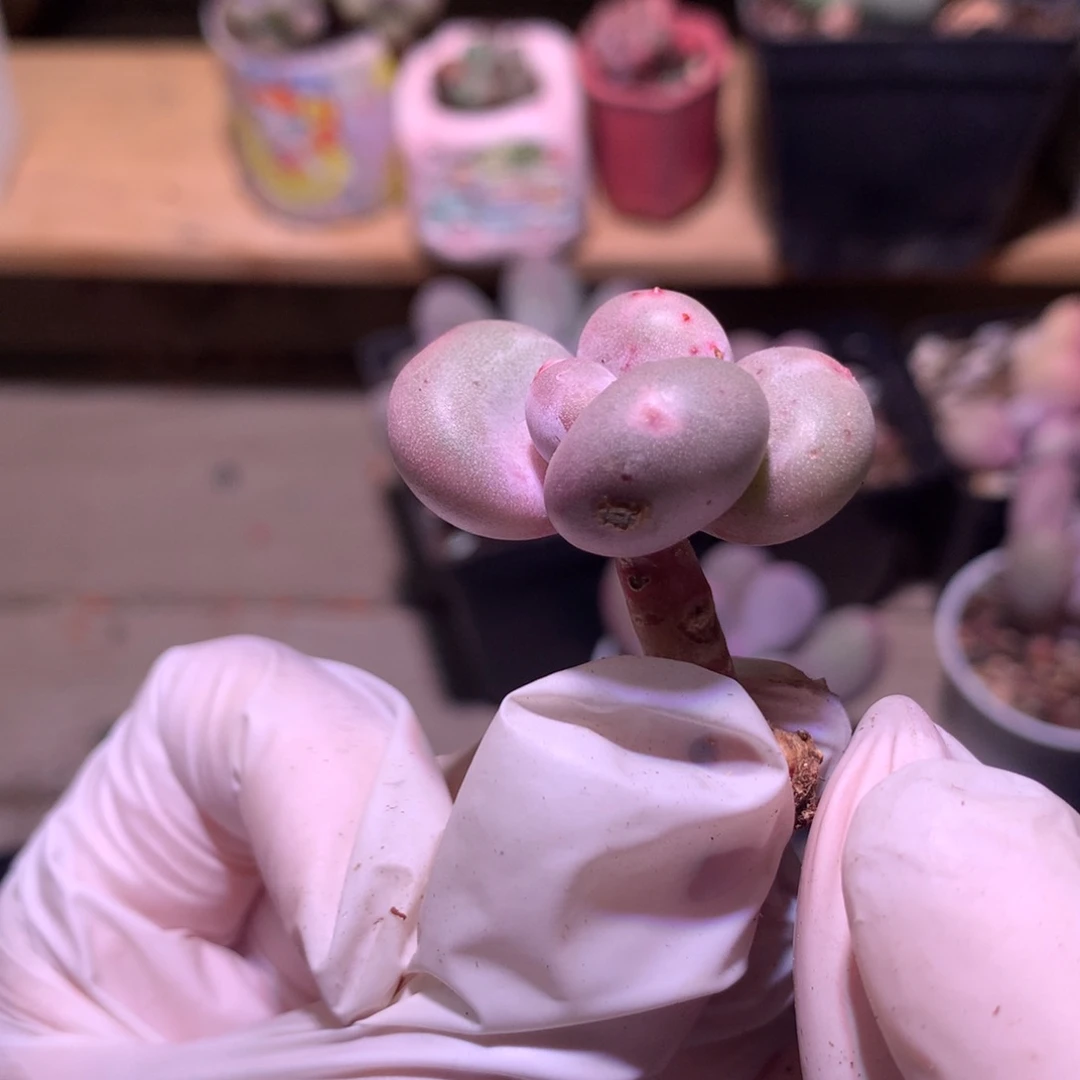 黄金鸡蛋大叶奶。