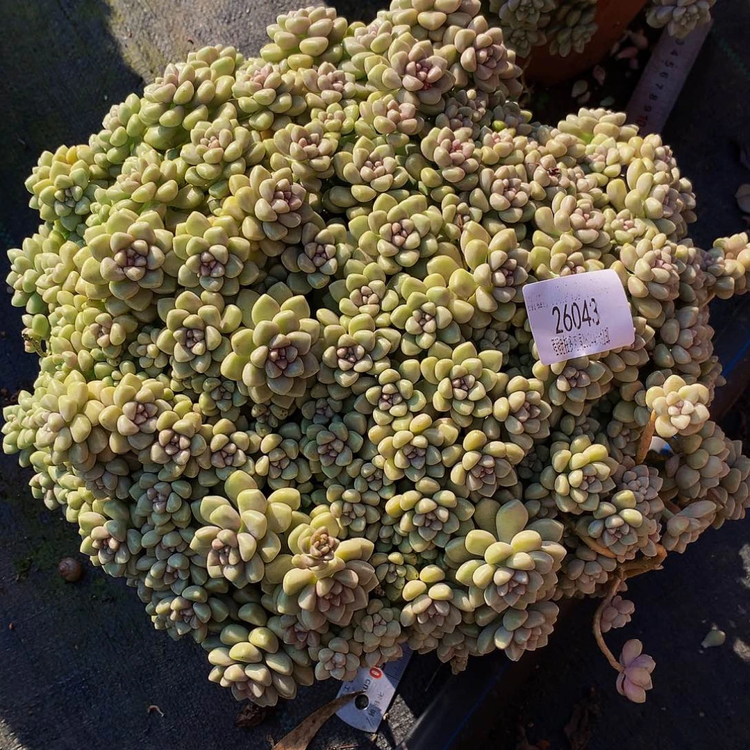 小***西丸叶姬秋丽26043多肉多肉吗