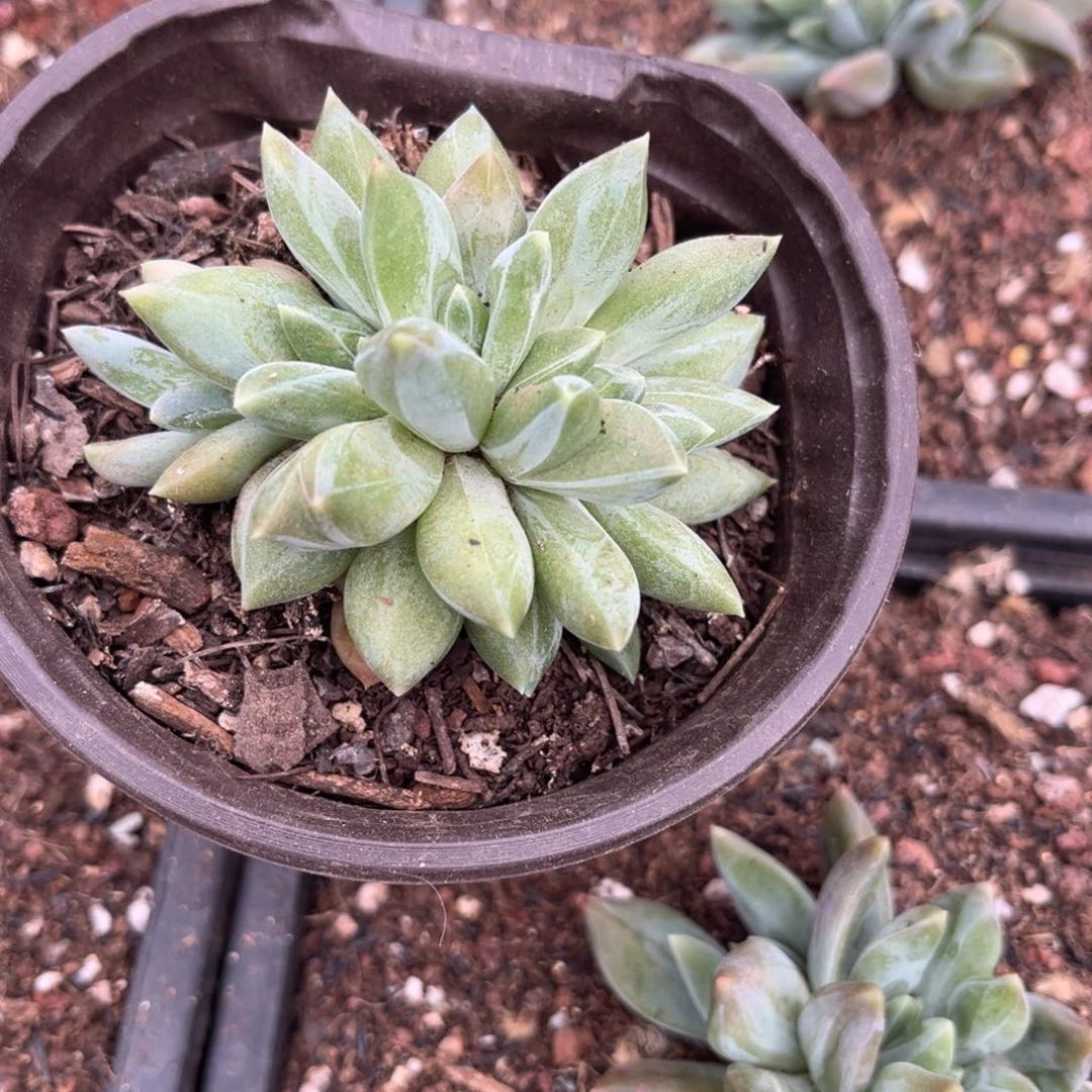 多肉植物多肉植物