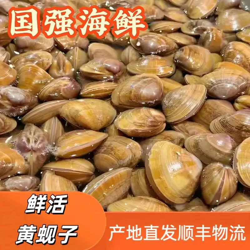 丹东东港本地大黄蚬子 5斤鲜活发货 到货保鲜保活 顺丰发货