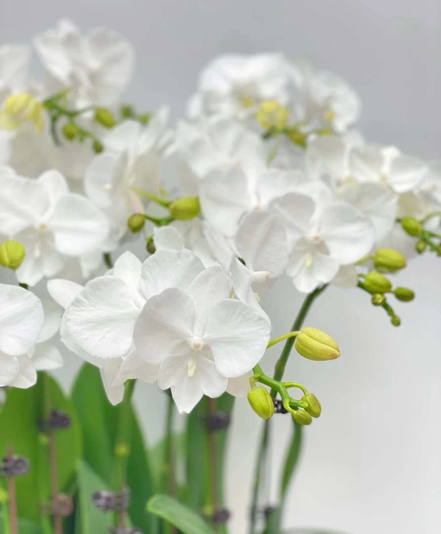 【白天鹅】蝴蝶兰白色系花卉盆景室内桌面小花基地直发