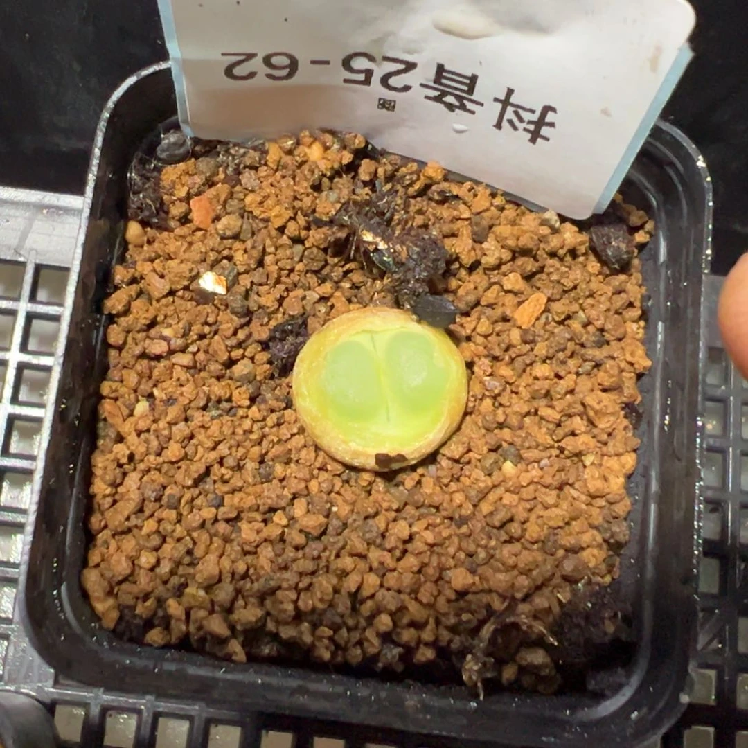 25-62肉锥多肉植物