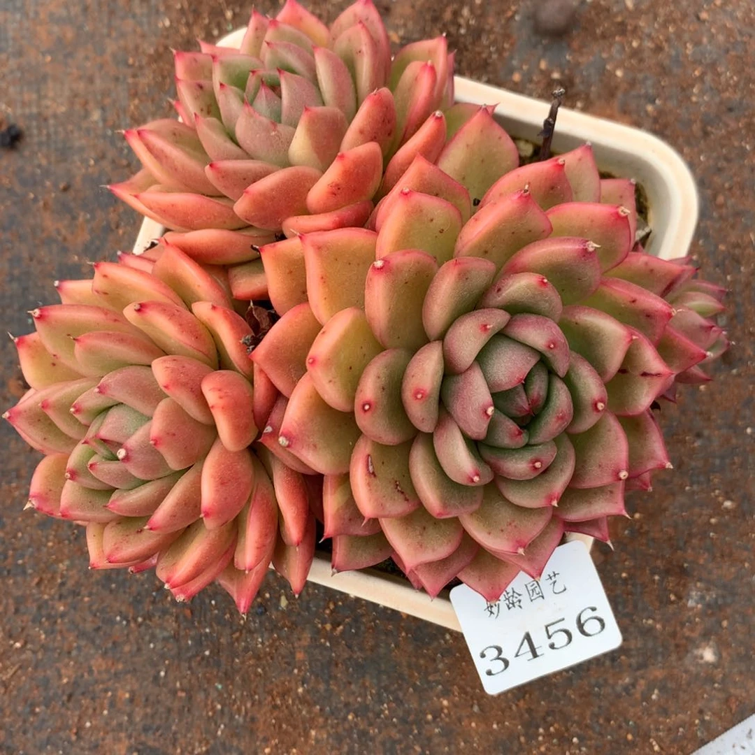 3456杂交精品基地13厘米