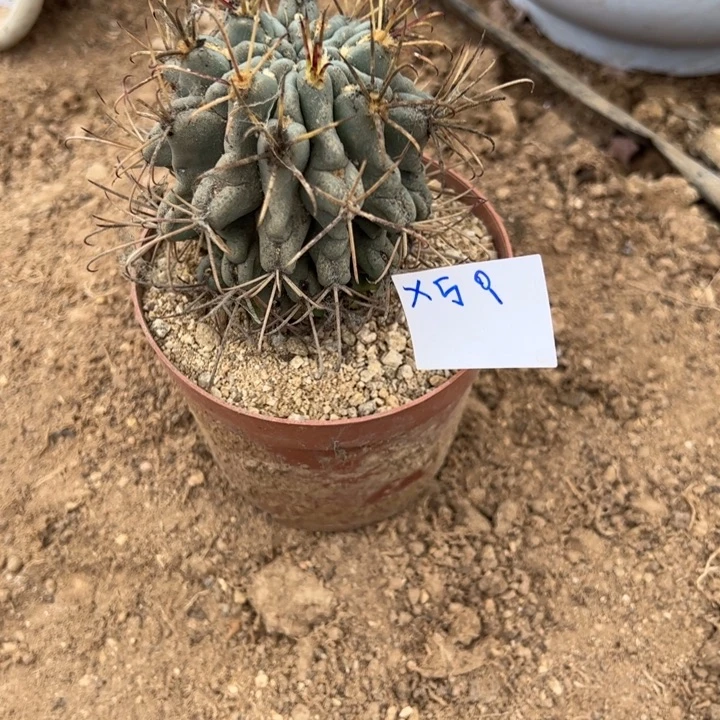 百***开X59黑罗莎一颗25//////