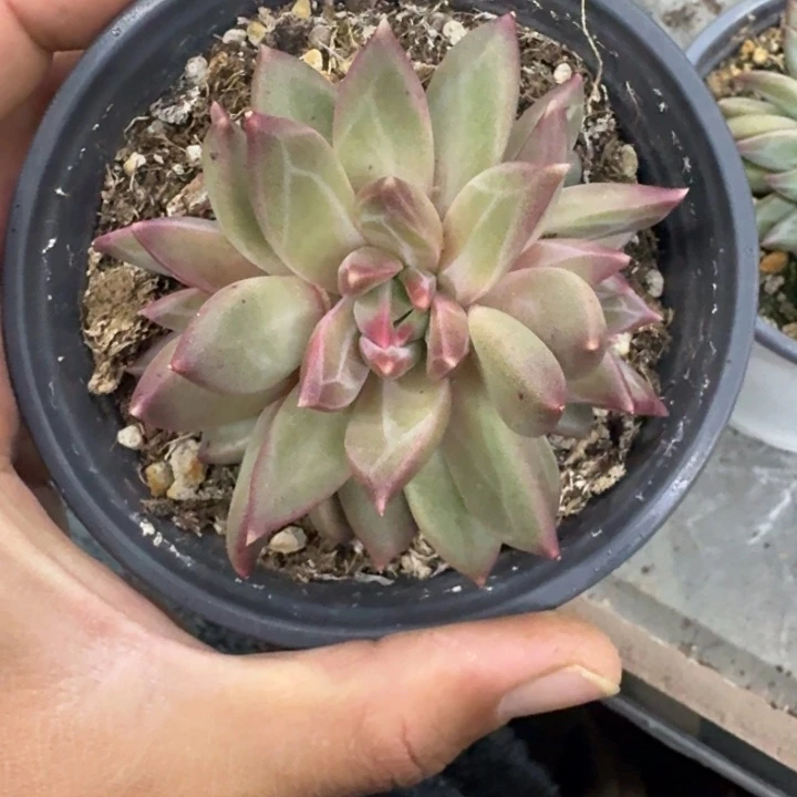 美人杂交 一物一拍