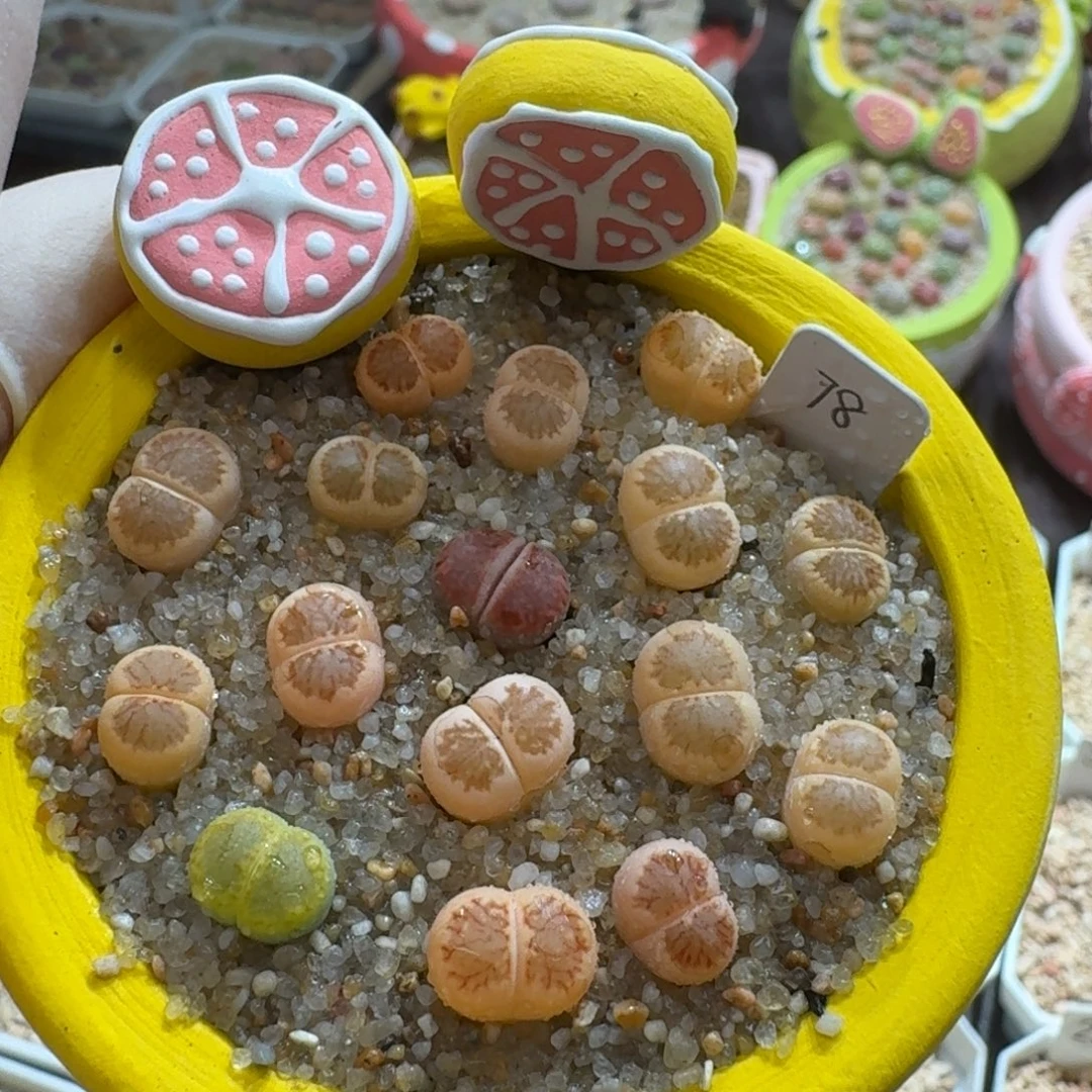 0918-006连盆带花菊菊菊菊菊