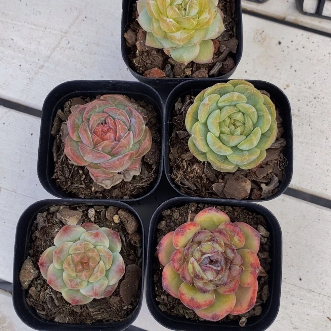 29-精品糖心美肉五个