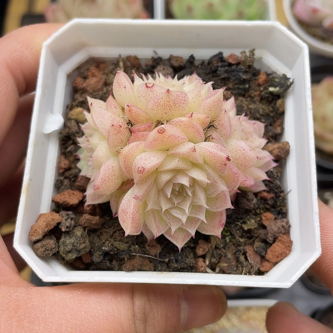 P****?多肉植物麦秆植物