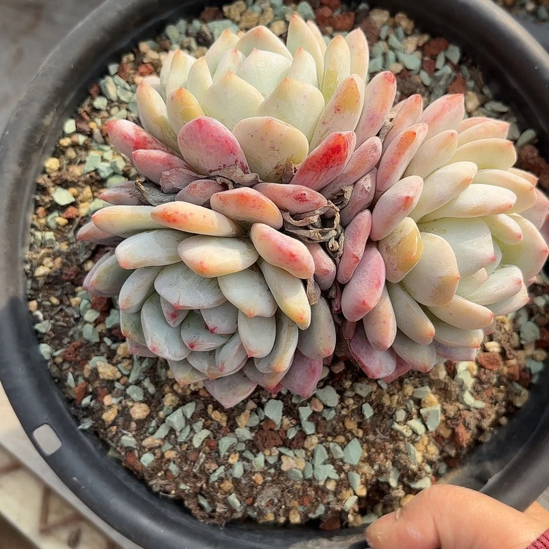 同温层多肉雪天使73