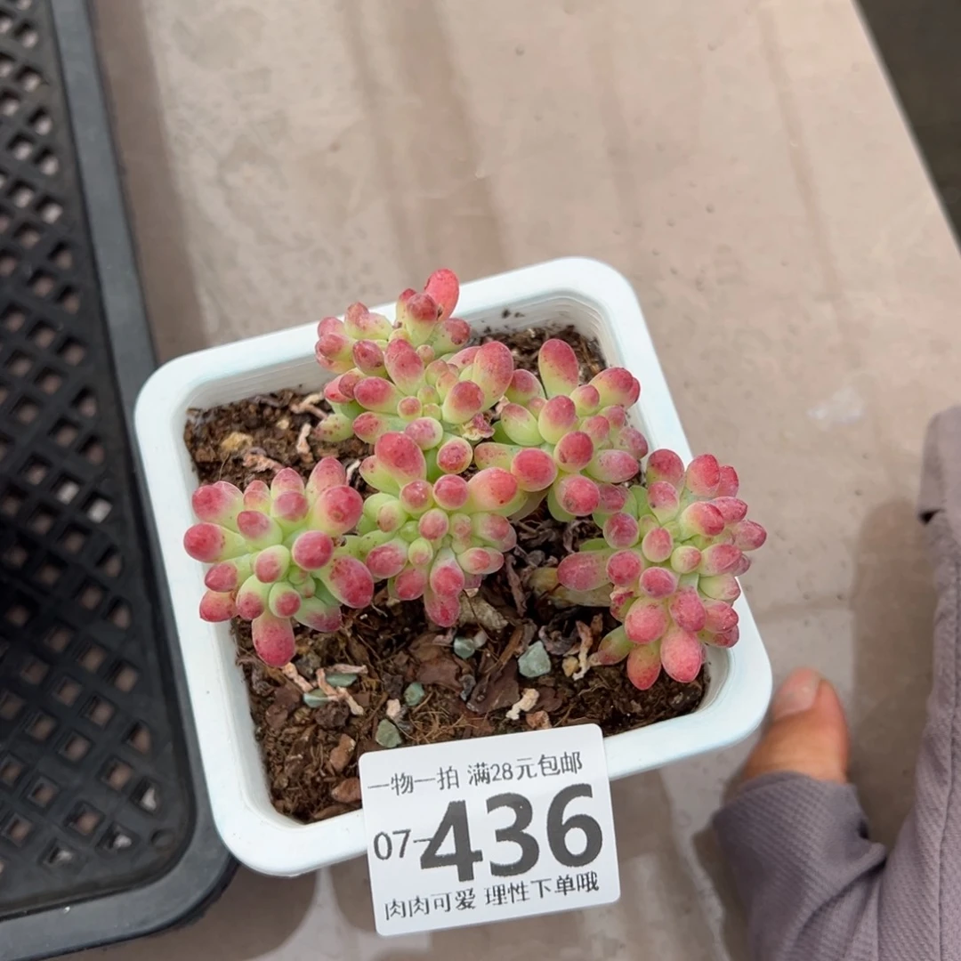 果冻乙女心多肉多肉多肉