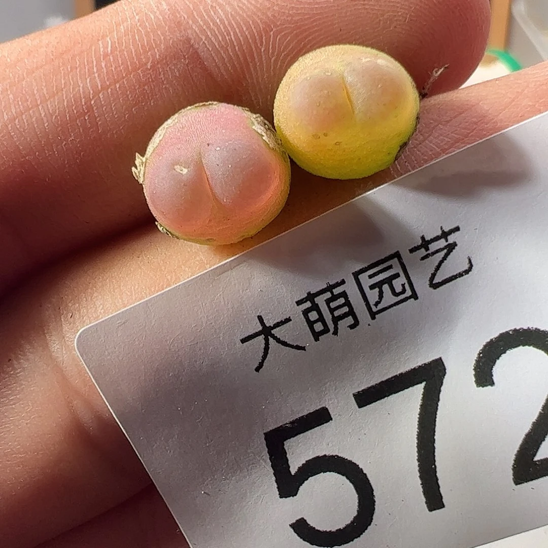 一物一拍默认微瑕。  572