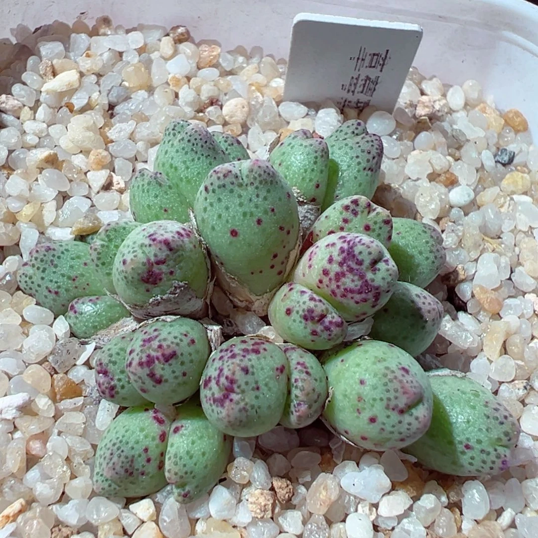 1202-390多肉多日